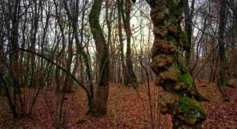 Non è un film horror, questa foresta esiste davvero: nasconde un mistero irrisolto